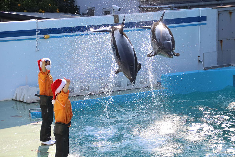 「しな水のクリスマス2023」を開催中
