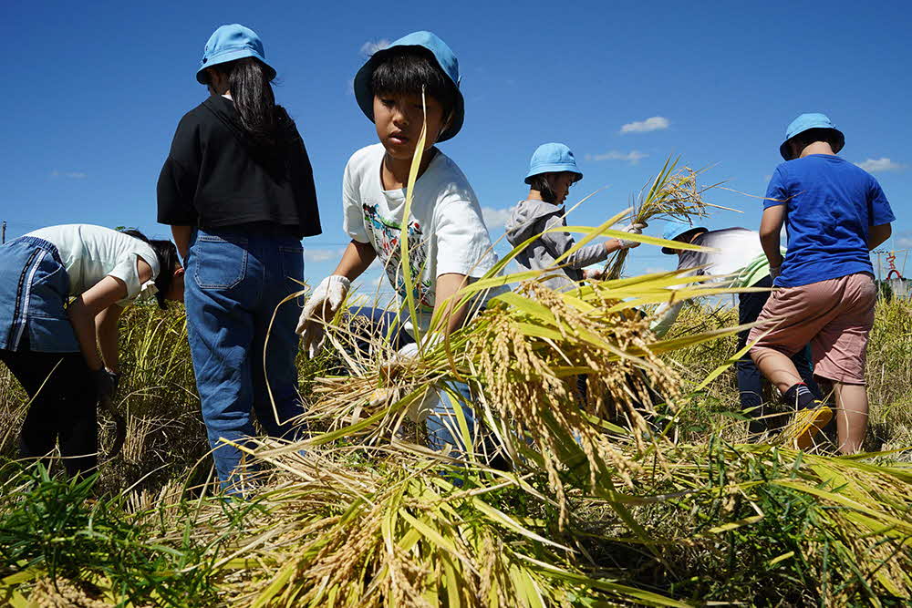 立会小学校の児童たちが成田市で稲刈り体験