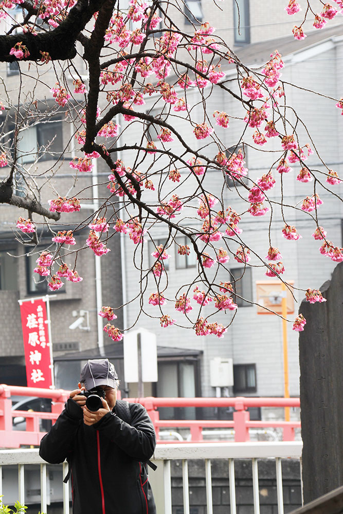 寒緋桜を狙うカメラマン