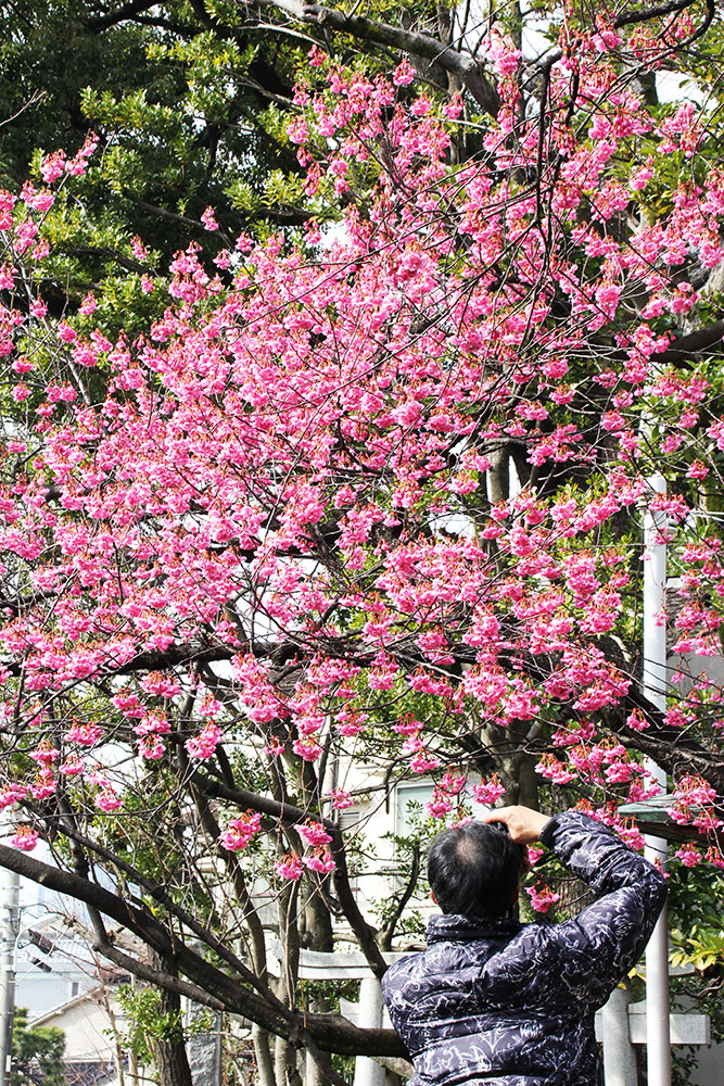 見頃の寒緋桜をカメラに収める