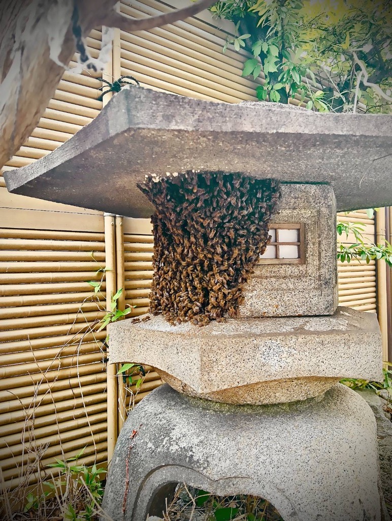 分蜂中のミツバチ