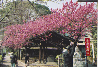 荏原神社の寒緋桜画像