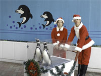 しながわ水族館　ペンギンパレード