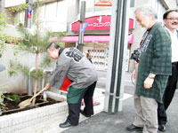 旧東海道に松を植樹