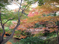 池田山公園　紅葉