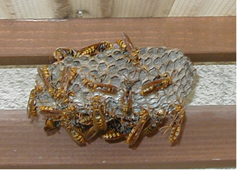 アシナガバチの巣