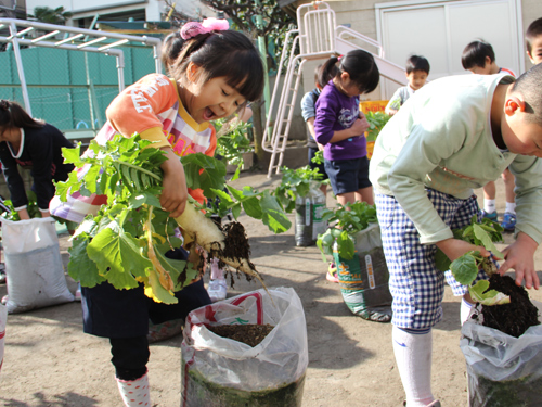 伊藤幼稚園で大根収穫　おでんパーティー開催