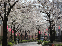 立会通りの桜
