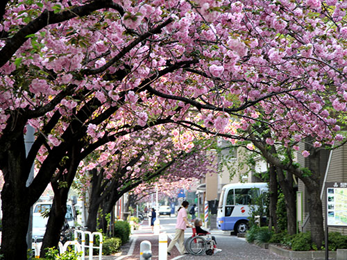 桜新道の八重桜