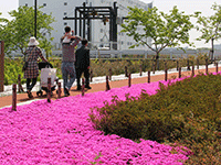 鮫洲入江公園の芝桜