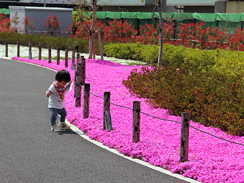 鮫洲入江公園の芝桜