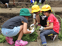 芝桜の苗を植える児童