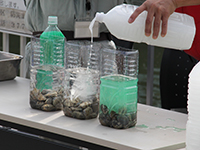 二枚貝の浄化実験
