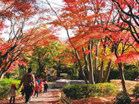 池田山公園の紅葉