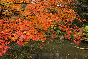 池田山公園のモミジの紅葉が見頃