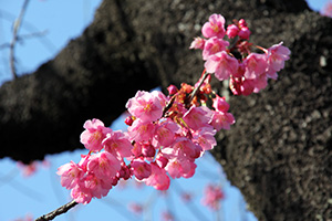 ピンク色が印象的な寒緋桜