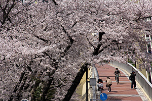 かもめ橋と桜