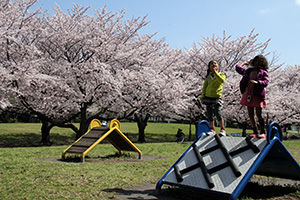 遊ぶ子どもたちと桜