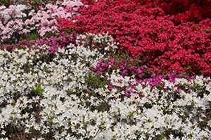 白花と赤花のシンフォニー