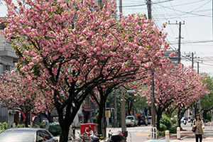 桜新道、さくら会付近の八重桜