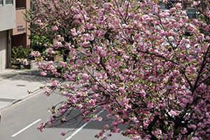 桜新道歩道橋から見た八重桜