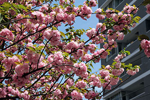 見ごろを迎えた八重桜
