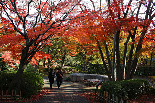 紅葉が見ごろを迎えた池田山公園