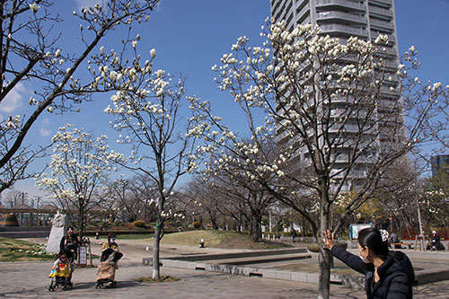 ハクモクレンが咲く公園を訪れる人々