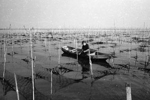 海苔の養殖(昭和38年撮影)