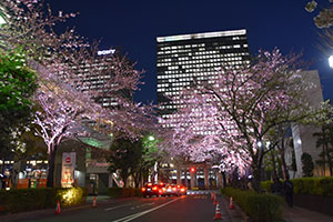 大崎駅前交番横のライトアップされた桜並木