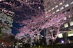 大崎ニューシティ前の桜並木