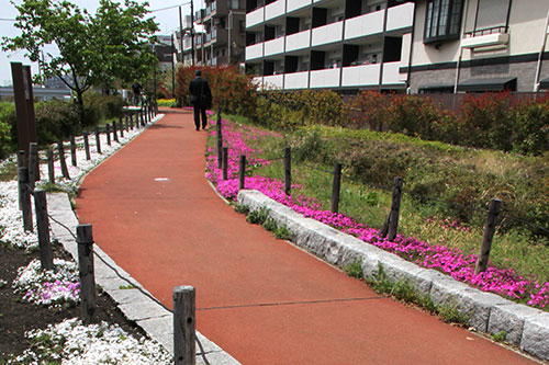 鮫洲入江広場の芝桜