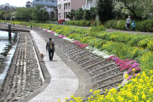 しながわ花海道の芝桜と菜の花