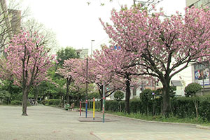 みなみ児童遊園の八重桜