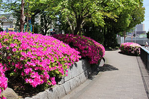 ピンクと白のツツジで彩られる、西大井広場公園北側の歩道
