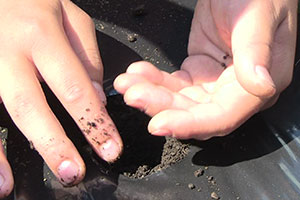 手のひらにある小さな粒が品川カブの種
