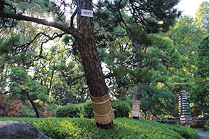 戸越公園の風物詩になっている松の木のこも巻き