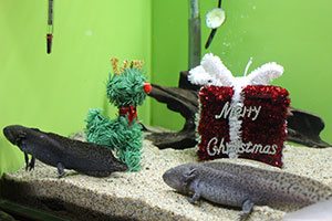 ウーパールーパーの水槽にクリスマス装飾