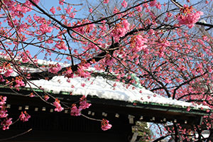 屋根の雪と寒緋桜