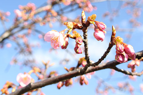 咲き始めた河津桜