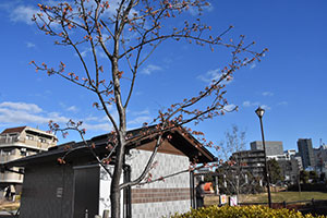 河津桜の木
