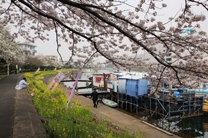 船溜まりと桜