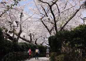 五反田公園の桜並木