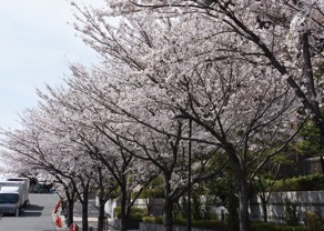桜の名所の御殿山