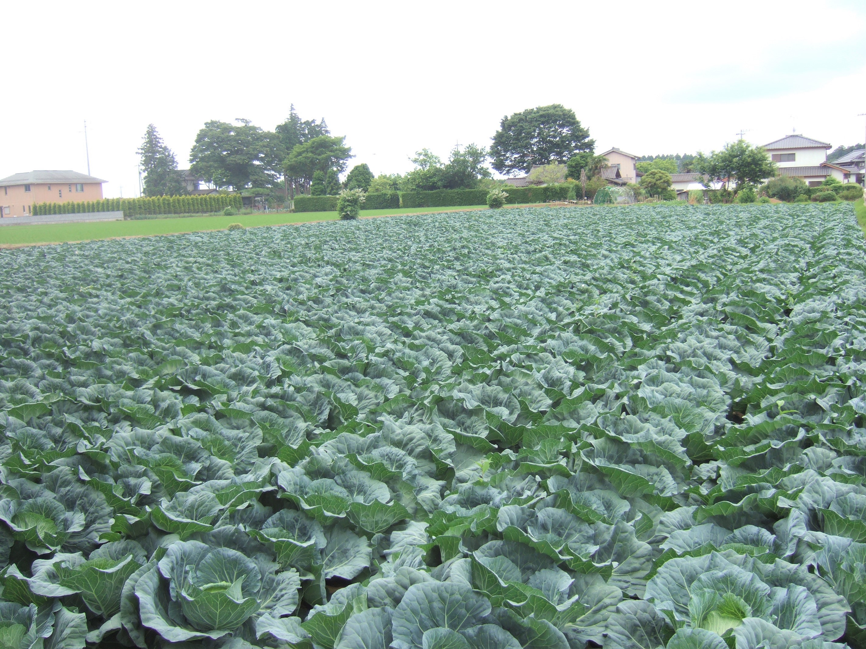 キャベツの写真.jpg