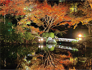 紅葉ライトアップ写真1