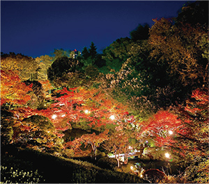 紅葉ライトアップ写真2