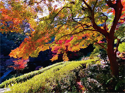 花と緑の公園賞　秋の日差しの下で写真