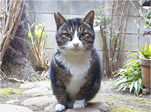 地域猫写真