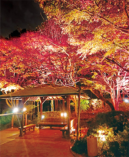 池田山公園紅葉ライトアップ写真